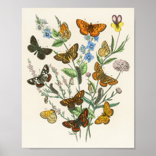 Butterflies and Flowers Vintage Illustration 1 Poster