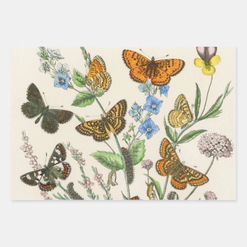 Butterflies and Flowers Vintage Illustration 1 Wrapping Paper Sheets