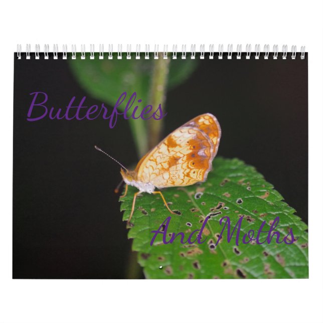 Butterflies and Moths Calendar (Cover)
