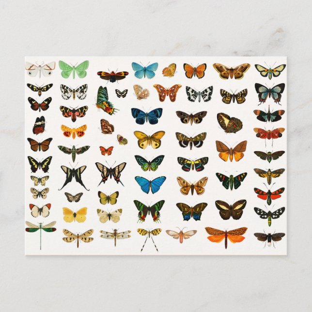 Butterflies and Moths, Vintage Illustration Postcard (Front)