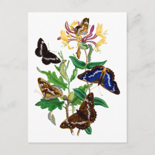 Butterflies and Red Honeysuckle Postcard
