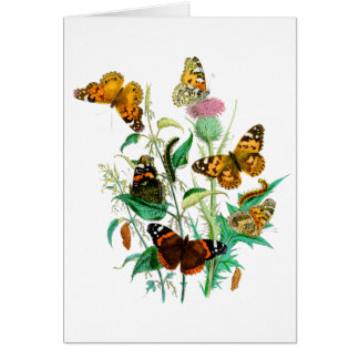 Butterflies and Thistle Cards