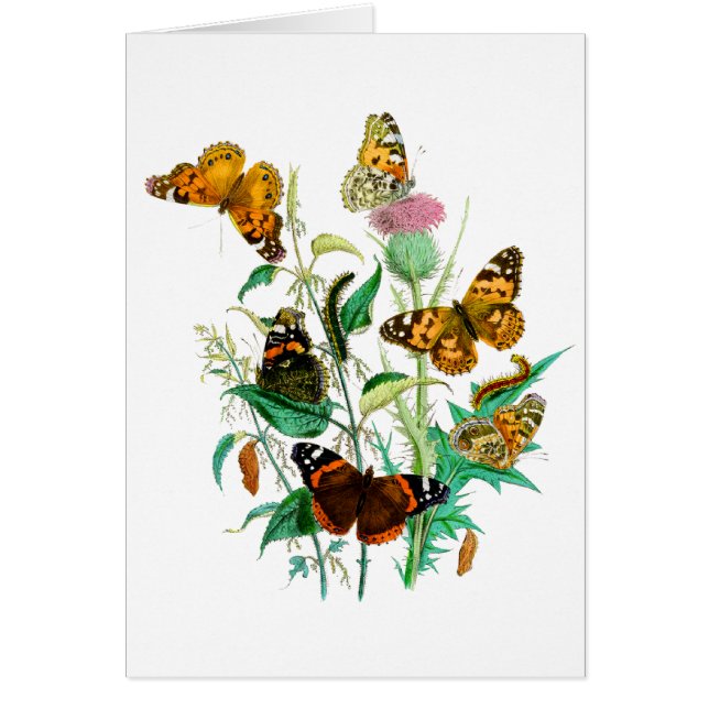 Butterflies and Thistle Cards (Front)