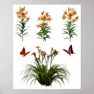Butterflies And Tiger Lilies Poster
