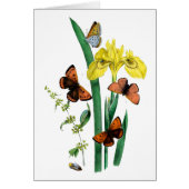 Butterflies and Yellow Iris (Front)