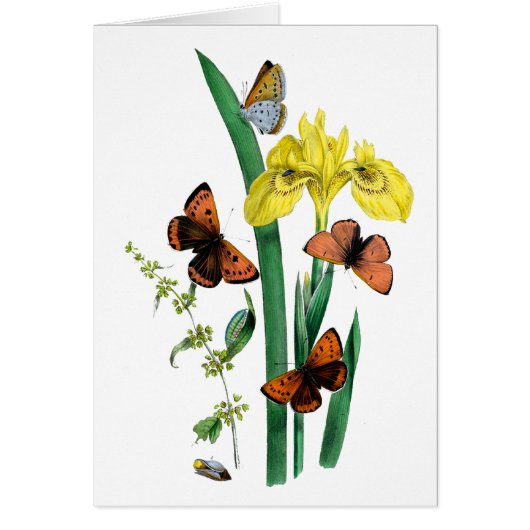 Butterflies and Yellow Iris Cards (Front)
