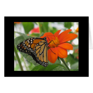 Butterflies are free cards