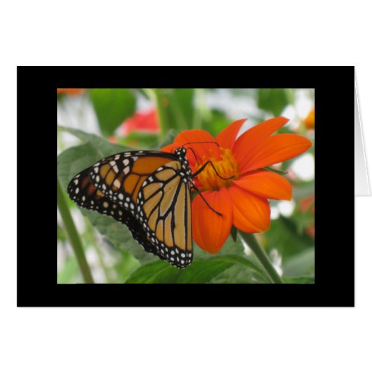 Butterflies are free cards (Front Horizontal)
