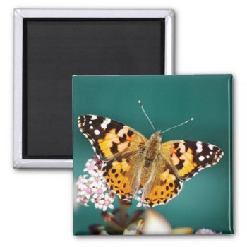 Butterflies Are Free Magnet by laureenr at Zazzle