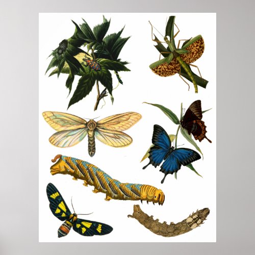 Butterflies Beetle Bugs Insects Collage Art Poster