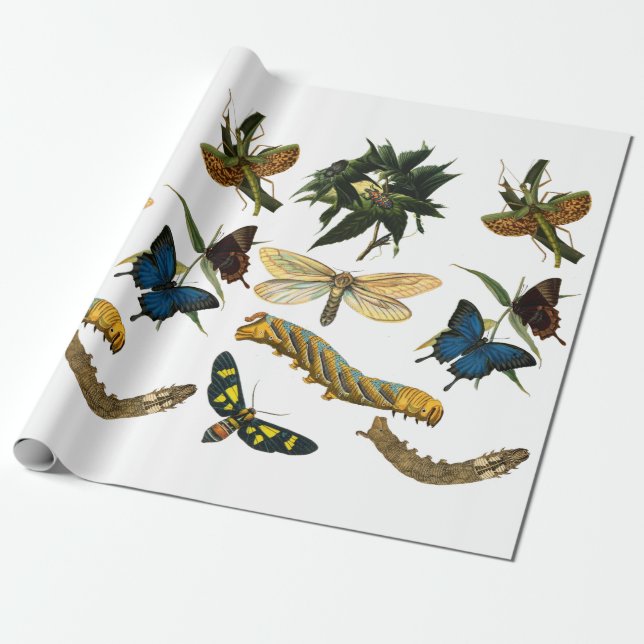 Butterflies Beetle Bugs Insects Collage Art Wrapping Paper (Unrolled)