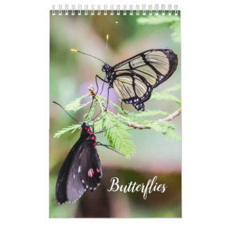 Butterflies  calendar