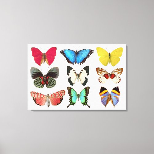 Butterflies Canvas Print