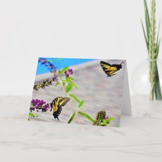 Butterflies, card