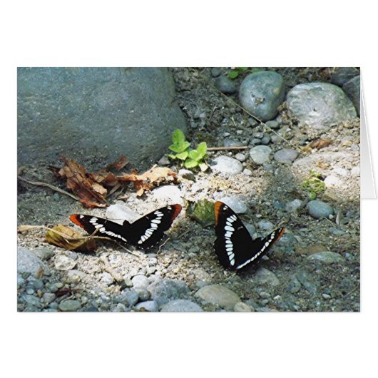 Butterflies Cards (Front Horizontal)