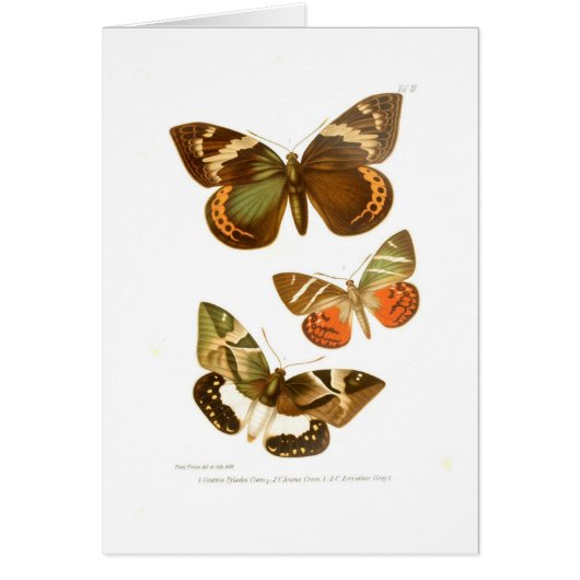 Butterflies Cards (Front)