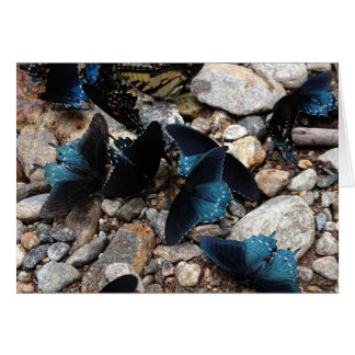 Butterflies Cards