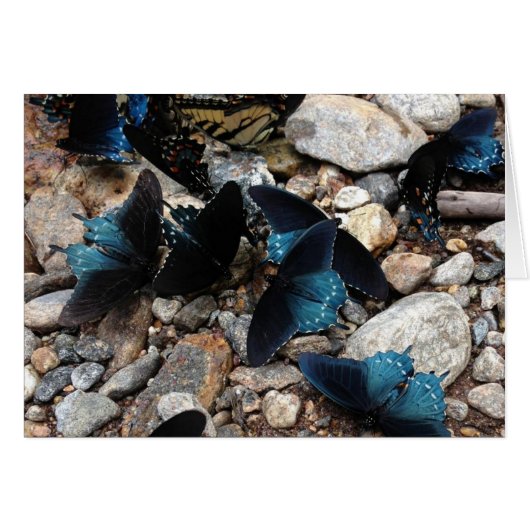Butterflies Cards (Front Horizontal)