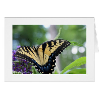 Butterflies Cards