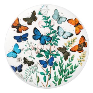 Butterflies, Caterpillars by William Forsell Kirby Ceramic Knob
