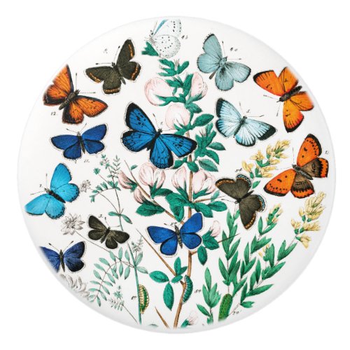 Butterflies Caterpillars by William Forsell Kirby Ceramic Knob