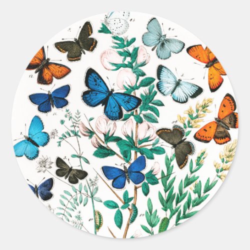 Butterflies Caterpillars by William Forsell Kirby Classic Round Sticker