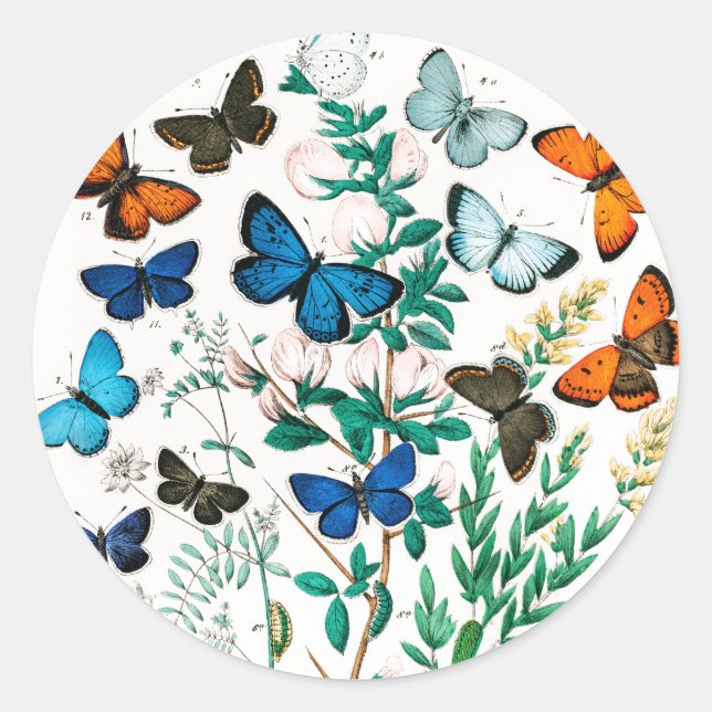 Butterflies, Caterpillars by William Forsell Kirby Classic Round Sticker (Front)