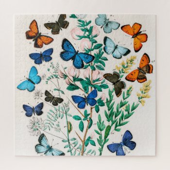 Butterflies  Caterpillars By William Forsell Kirby Jigsaw Puzzle by colorfulworld at Zazzle