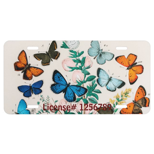 Butterflies, Caterpillars by William Forsell Kirby License Plate (Front)