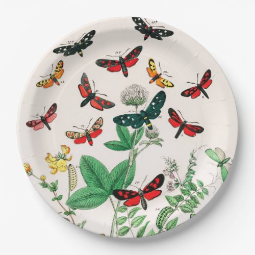 Butterflies Caterpillars by William Forsell Kirby Paper Plates