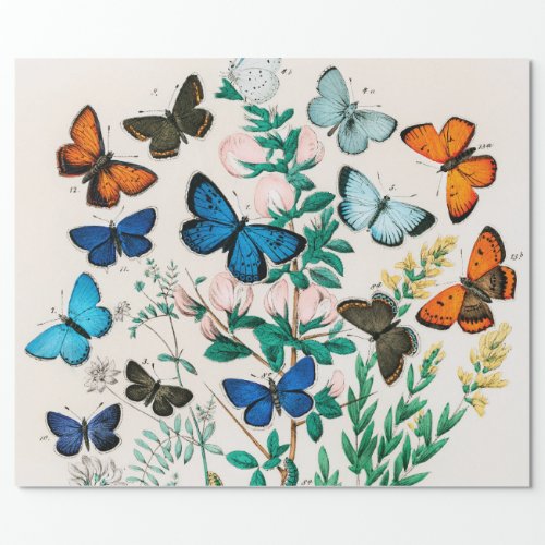 Butterflies Caterpillars by William Forsell Kirby Wrapping Paper