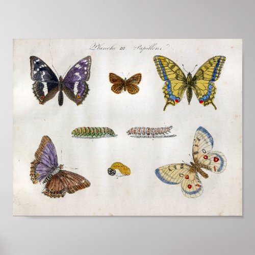 Butterflies Caterpillars Vintage Print