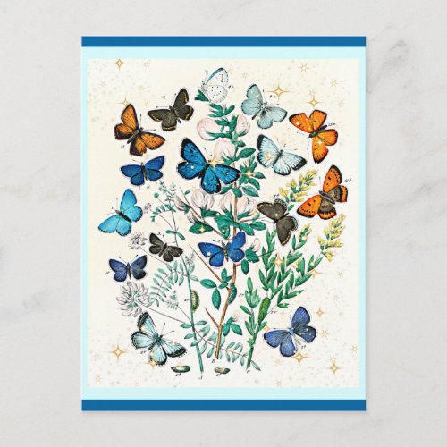Butterflies design vintage illustration postcard