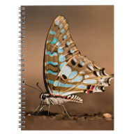 Butterflies Drinking Water, Close-Up, Punda Spiral Note Books