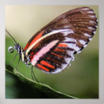 Butterflies Identification Print