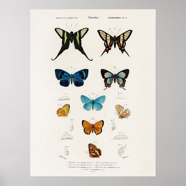 Butterflies Illustrated By Charles D' Orbigny Poster (Front)