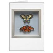 Butterflies 'in a frame' Entomology blank card (Front)