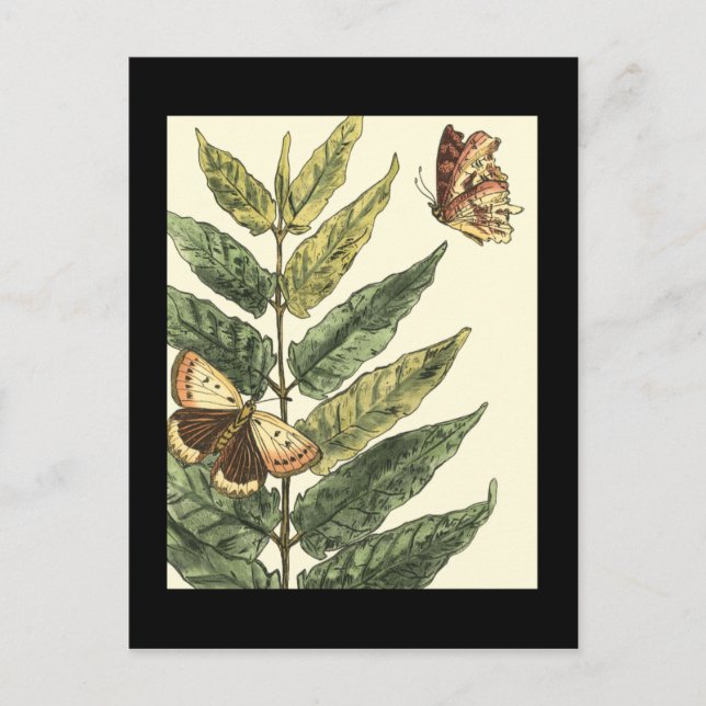 Butterflies & Leaves with Black Frame Postcard (Front)