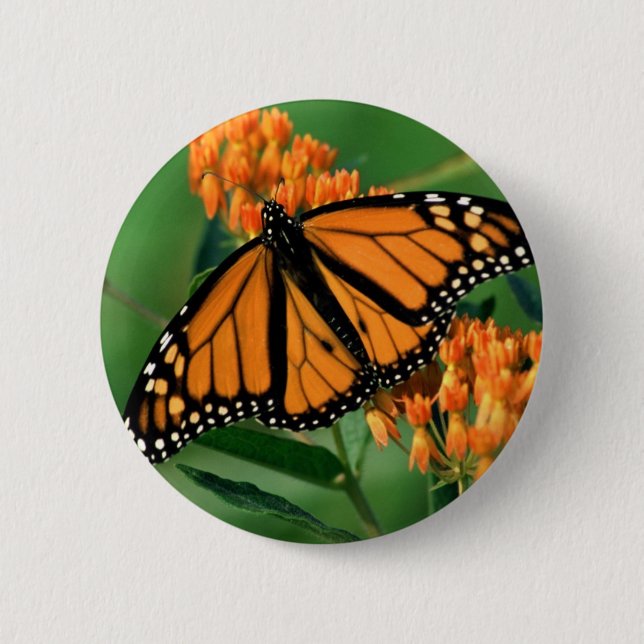 butterflies monarch butterfly button (Front)