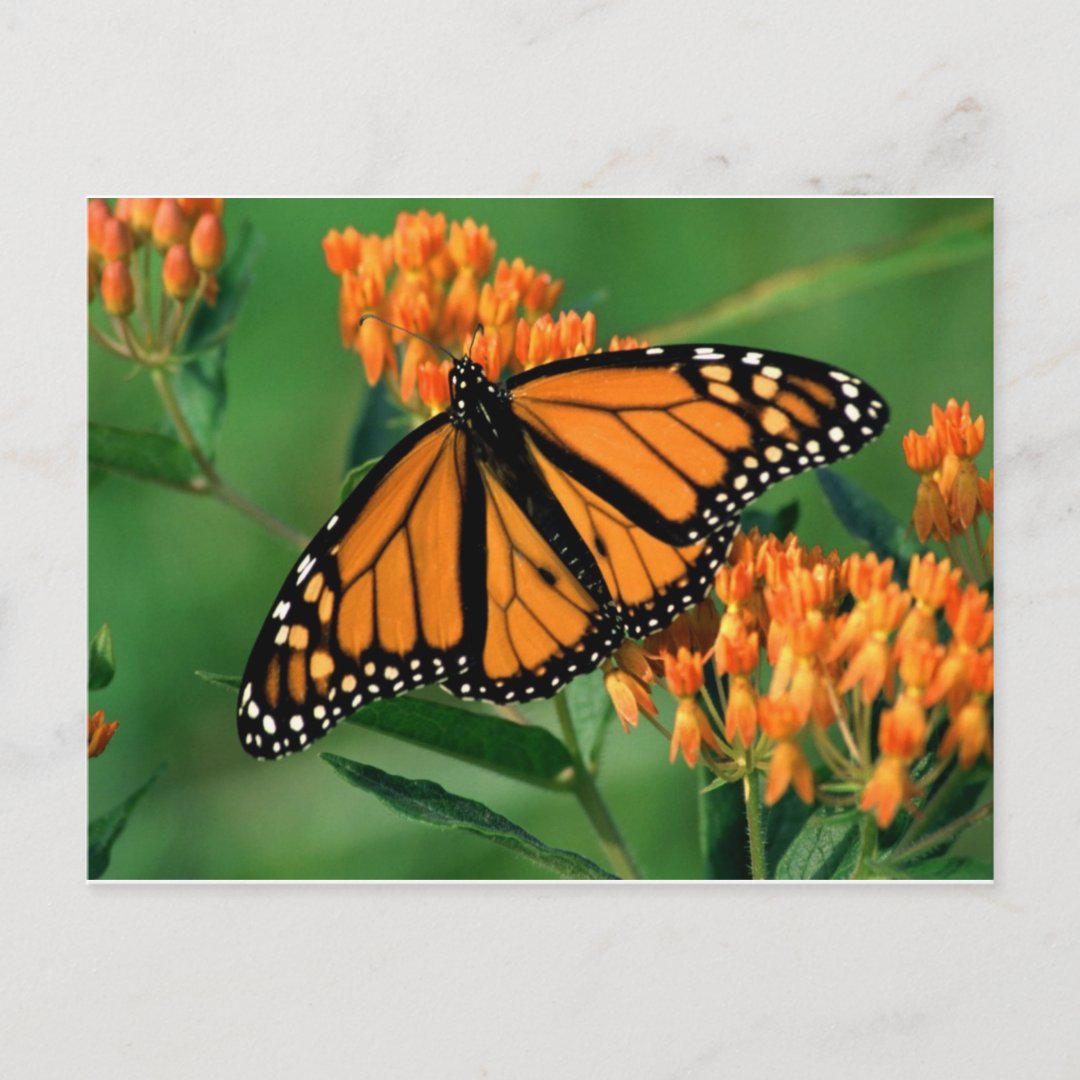 Butterflies Monarch Butterfly Postcard Zazzle