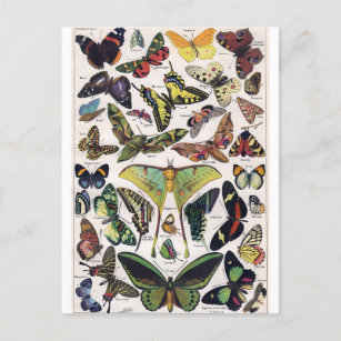 Butterflies Moth Insect Wings Vintage Postcard