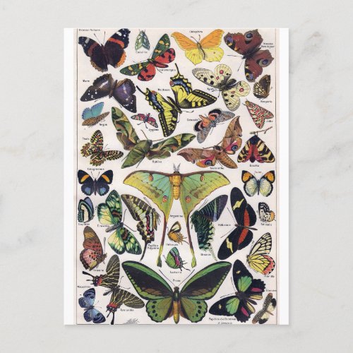 Butterflies Moth Insect Wings Vintage Postcard