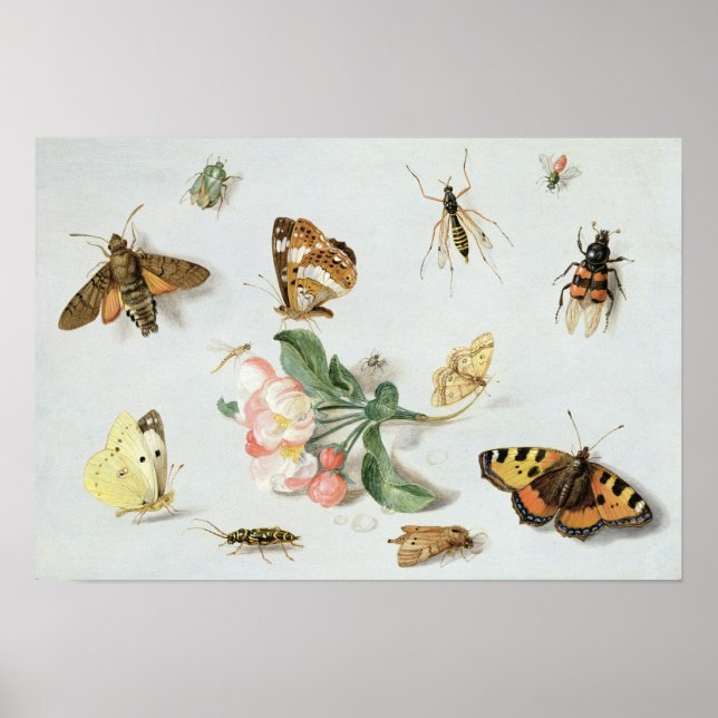 Butterflies, moths and other insects poster (Front)