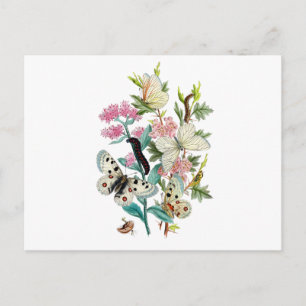 Butterflies of Summer Postcard