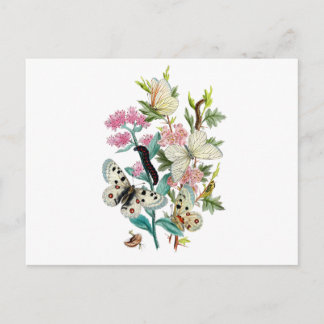 Butterflies of Summer Postcard