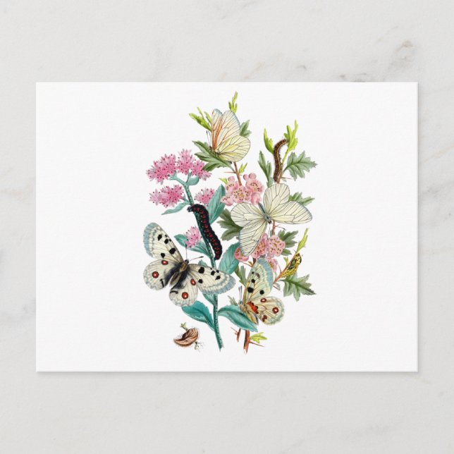 Butterflies of Summer Postcard (Front)