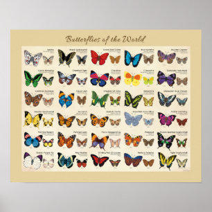 Butterflies of the World Poster