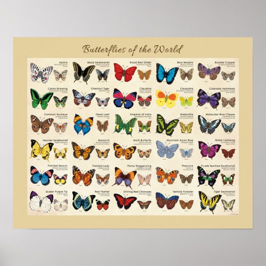 Butterflies of the World Poster | Zazzle.com