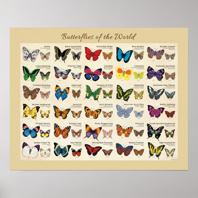 Butterflies of the World Poster (Front)