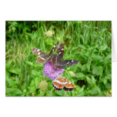 Butterflies on a Thistle (Front Horizontal)
